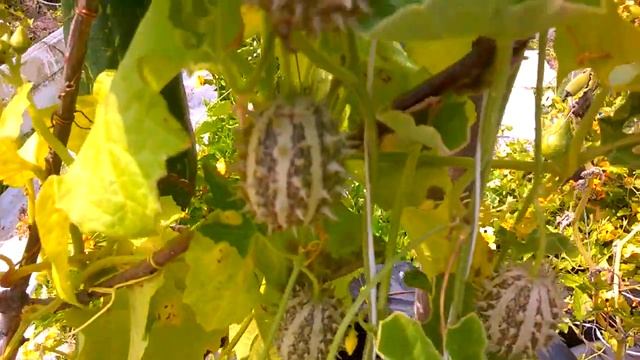 ВЬЮЩИЙСЯ ОГУРЕЦ - ЕЖИК ДЛЯ САДОВЫХ ОГРАЖДЕНИЙ И КОМПОЗИЦИЙ смотреть онлайн