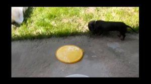 БЕТОН МАРКА.Ремонт бетонного основания,Почему бетон разрушается.?.