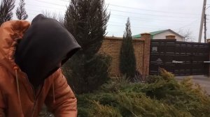 Обрезка можжевельника кусторезом.