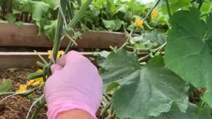 Огурцы. Как опускать плети у огурцов?