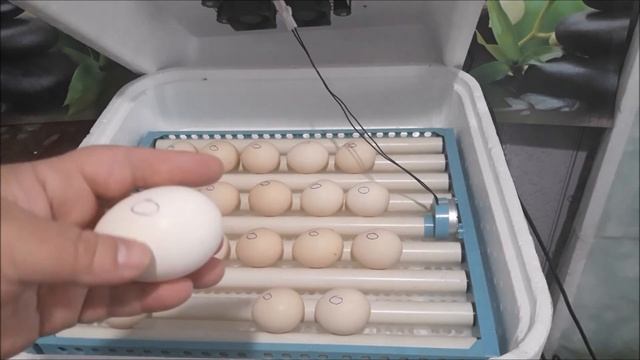 Главные правила закладки яиц в инкубатор. смотреть онлайн