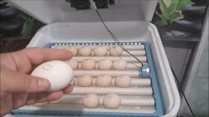 Главные правила закладки яиц в инкубатор.