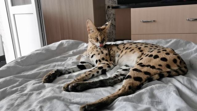 Лучшая игрушка для сервала смотреть онлайн