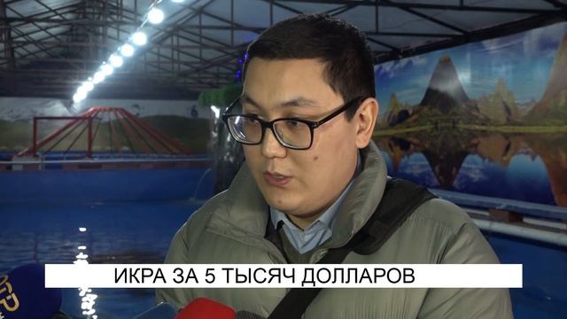 1 КГ ИКРЫ ЗА 5 ТЫСЯЧ ДОЛЛАРОВ\\NewTV смотреть онлайн