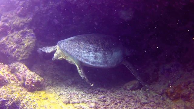 Scuba Diving at Sipadan Island смотреть онлайн