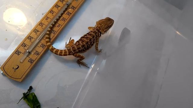 третий глаз бородатой агамы смотреть онлайн