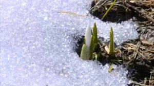 ФУТАЖ  ВЕСНА ПРИШЛА