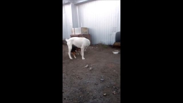 Прикол.Емельяненко против Маги. смотреть онлайн