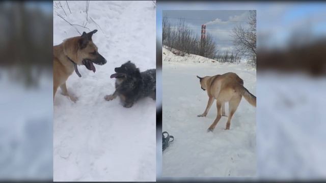 Оливер, благородных кровей смотреть онлайн