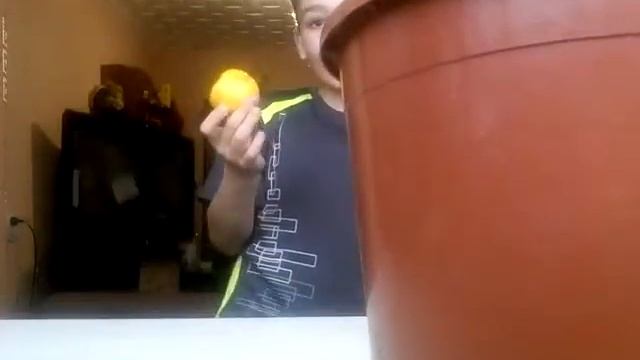 Видео с лимоном. Стало плохо заболела горла.