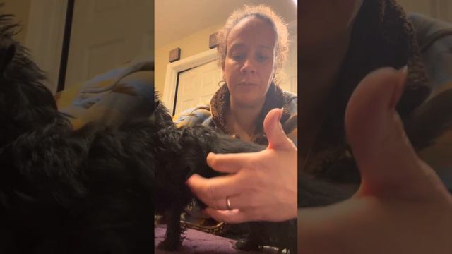 Affenpinscher Puppy Grooming