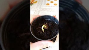 Как прорастить косточку хурмы? Хурма из косточки!