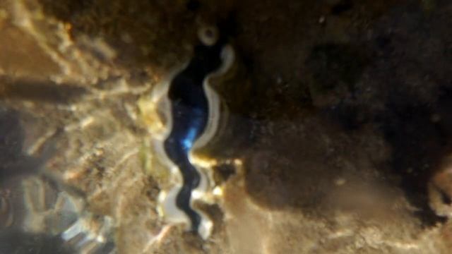Wszystko o małżach Tridacna / Everything about Tridacna clams смотреть онлайн