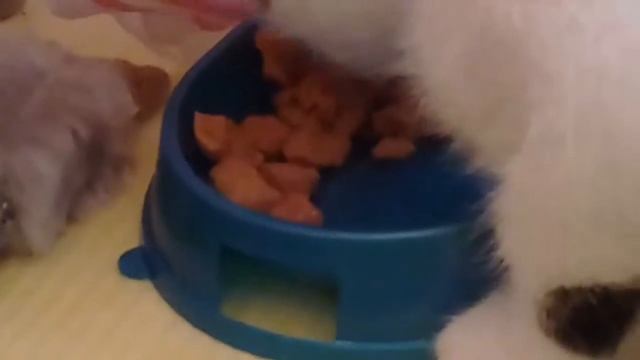 Котята первый раз кушают влажный корм МУРЗИК И ВАСЯ! ПЕРВЫЙ РАЗ КОТЯТА КУШАЮТ КОРМ. Барсик СПИТ смотреть онлайн
