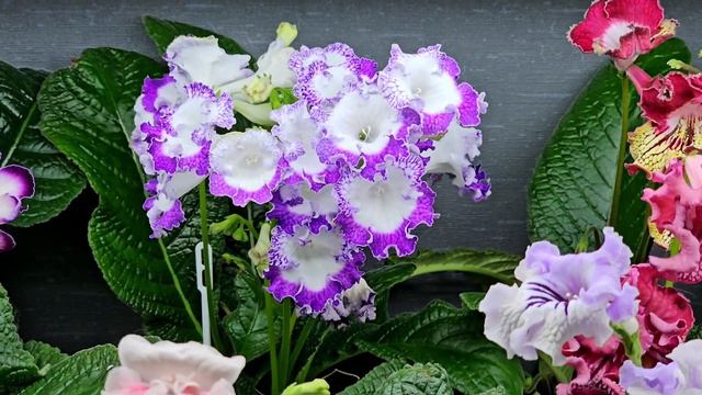 Стрептокарпусы селекции DS. Коллекция Кухня Фиалки 🐇. Сейча. цветут: DS-Jai Ose, DS-Редиска, и др смотреть онлайн
