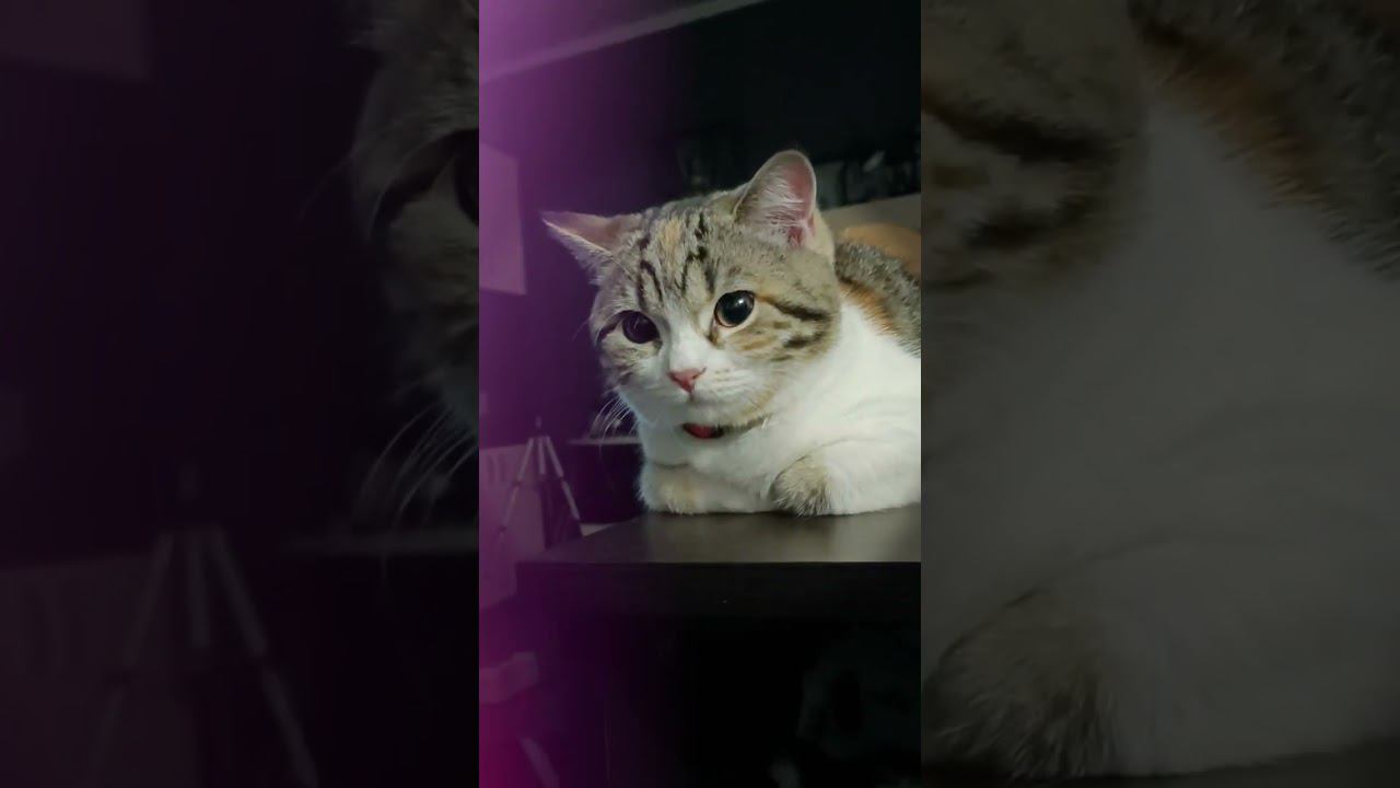 Мой "Город золотой" с любимыми животными невиданной красы)) смотреть онлайн