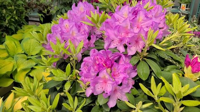 Rhododendron Catawbiense 'Boursault' // Dependable NATIVE Evergreen With Large, BRILLIANT Flowers.
