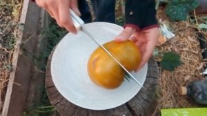 Томат "Малахитовая Шкатулка"