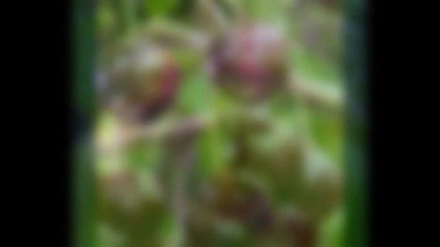 ВИШНЯ (CERASUS) сем. Розоцветные смотреть онлайн