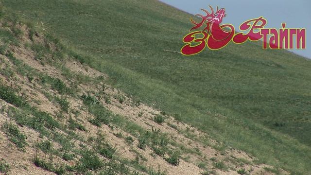 Дикая Монголия. Часть 4. Wild Mongolia. Part 4