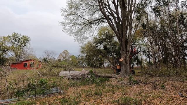 Husqvarna 365 special cutting a big oak limb and a couple trees at Simple Mans in Florida смотреть онлайн