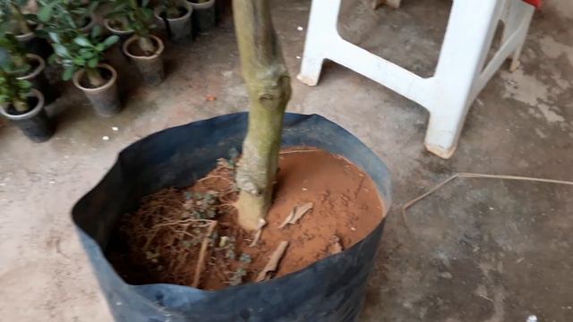 incrível produto para as plantas jogue e tenha excelentes resultados. смотреть онлайн