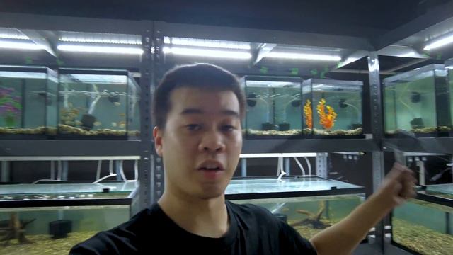 Our FIRST LIVESTOCK FISH Order! смотреть онлайн