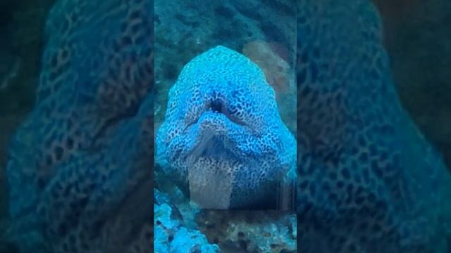 moray eel -3 #shorts sea animal predators 捕食者 海鰻 बाम मछली 捕食者 ウツボ 곰치 موراي ثعبان البحر мурена смотреть онлайн