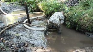 Посвящение в старатели. Initiation into Prospectors