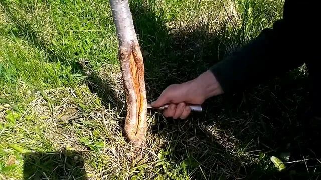 Лечение ран на плодовых деревьях, 100% успех смотреть онлайн
