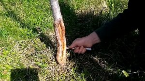 Лечение ран на плодовых деревьях, 100% успех