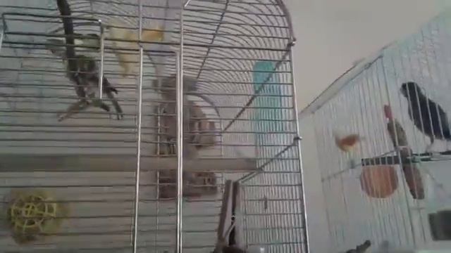 У Доньки новый кавалер 😍😍😍🐦🐥 смотреть онлайн