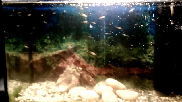 Мальки гуппи смотреть онлайн