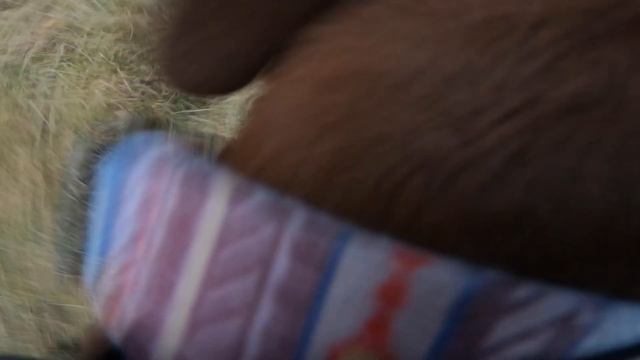 POV: you're a pitbull #2. смотреть онлайн