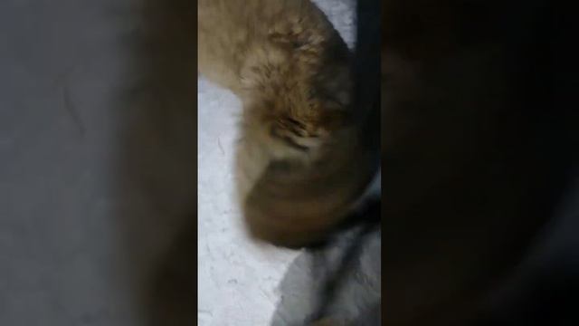 кавказская овчарка 7,5 месяцев, игры с комбезом смотреть онлайн