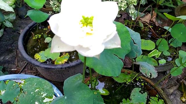 Thai Hu Love Deepess LoTUS смотреть онлайн