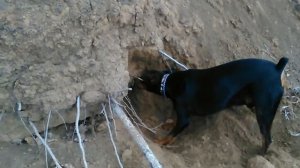 Немецкий пинчер капает себе дом