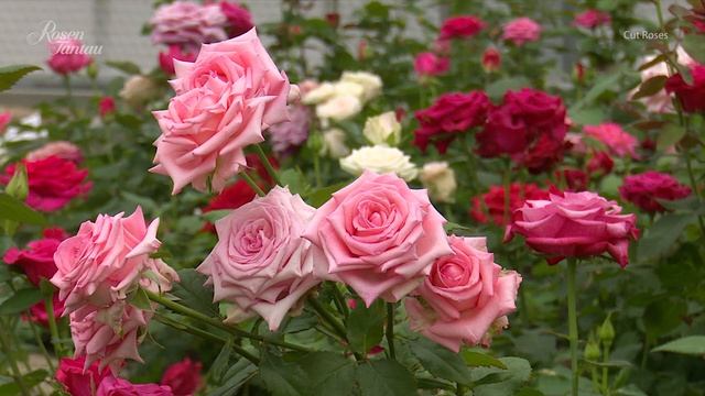 Cut Roses from Rosen Tantau смотреть онлайн