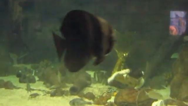 шоу русалки. mermaid ролик_0001.wmv смотреть онлайн