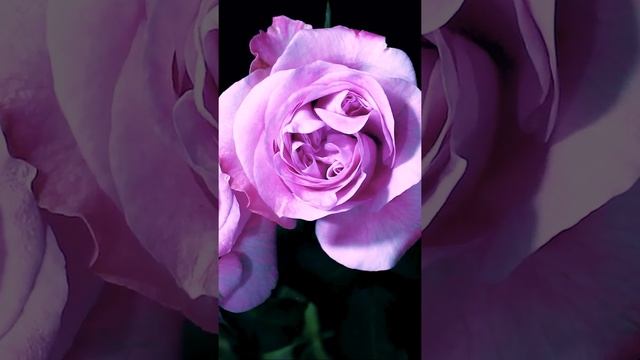 Как распускается роза Пачули (Patchouli). Interplant, Нидерланды, 2016 смотреть онлайн