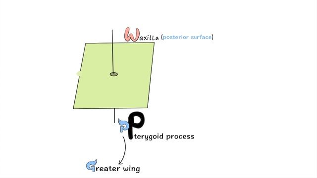 Pterygopalatine Fossa Boundaries Mnemonics (How To Remember)