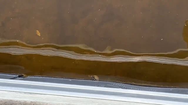 The Great Pond Snail - Lymnaea stagnalis смотреть онлайн