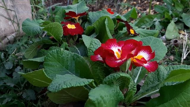 Cuidados de la Prímula acaulis / Primavera / Oreja de oso / Prímula vulgaris смотреть онлайн