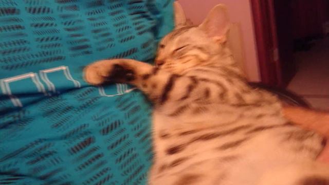 Обычный день Бенгальского кота Вирсика. 猫 смотреть онлайн