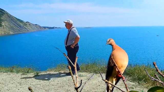 Шоу-группа "Моя Виктория" "Горлица" музыка В.Щедрова и Г.Аркадьева, слова Д. Блажиевского смотреть онлайн