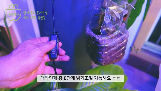 LED식물등 가성비 최고! 우리집 반려식물 신났네ㅋㅋ