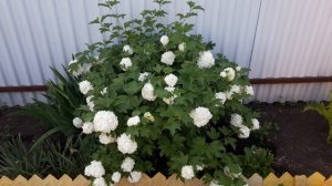 Открываю секрет!Почему не цветет калина Бульденеж?