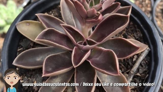 Echeveria Racemosa: Um Guia Completo Desta Planta смотреть онлайн