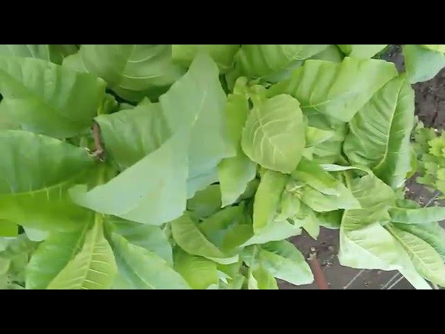 Результат переувлажнения ( корневая гниль) от подписчика. смотреть онлайн