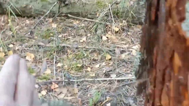 СБОР СОСНОВОЙ КОРЫ